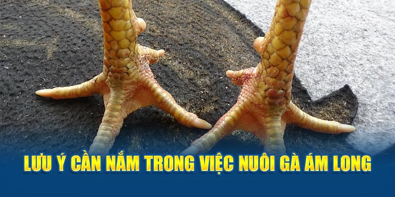 Lưu ý cần nắm trong việc nuôi gà ám long